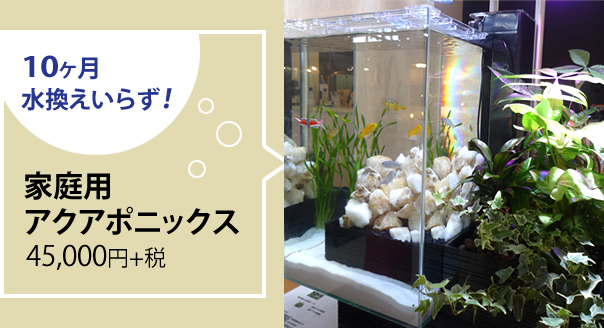 10�������������炸�I�u�ƒ�p�A�N�A�|�j�b�N�X�v